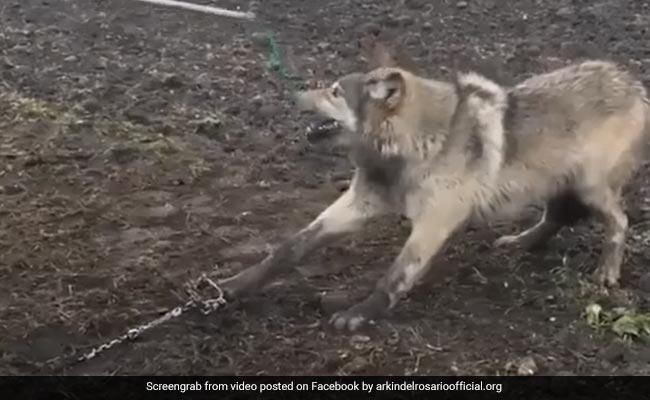 "Get Out of Here": Viral Video Shows Man Freeing Wolf From Trap