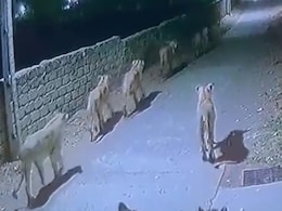 VIDEO: गुजरात के अमरेली में सड़क पर घूमता दिखा शेरों का झुंड, कैमरे में कैद हुआ खौफनाक मंजर VIDEO: गुजरात के अमरेली में सड़क पर घूमता दिखा शेरों का झुंड, कैमरे में कैद हुआ खौफनाक मंजर