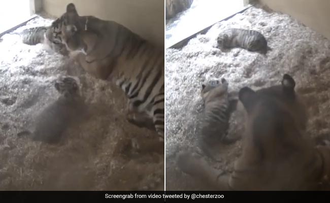 Watch: Hidden Cameras Capture Birth Of Two Critically Endangered Sumatran Tiger Cubs At UK Zoo