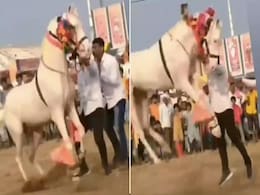 VIDEO: ढोल की थाप पर घोड़े ने किया हाहाकारी डांस, मचा दिया बवाल VIDEO: ढोल की थाप पर घोड़े ने किया हाहाकारी डांस, मचा दिया बवाल