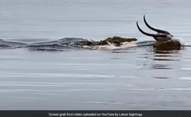 Viral Video: Wild Chase Between A Crocodile And An Antelope In River Thrills The Internet