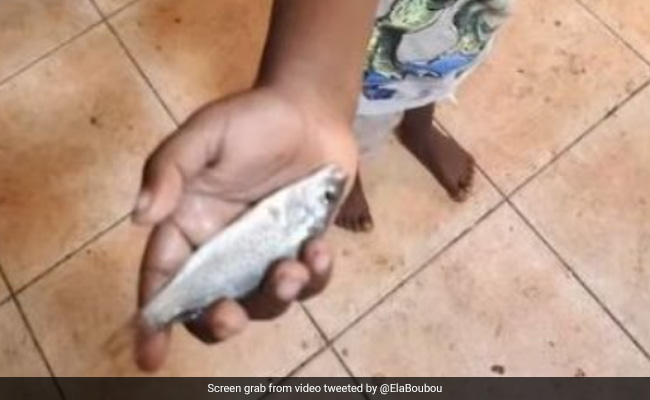 Australian Town Witnesses 'Fish Raining From Sky' In Bizarre Weather Event