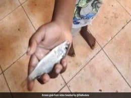 Australian Town Witnesses 'Fish Raining From Sky' In Bizarre Weather Event Australian Town Witnesses 'Fish Raining From Sky' In Bizarre Weather Event