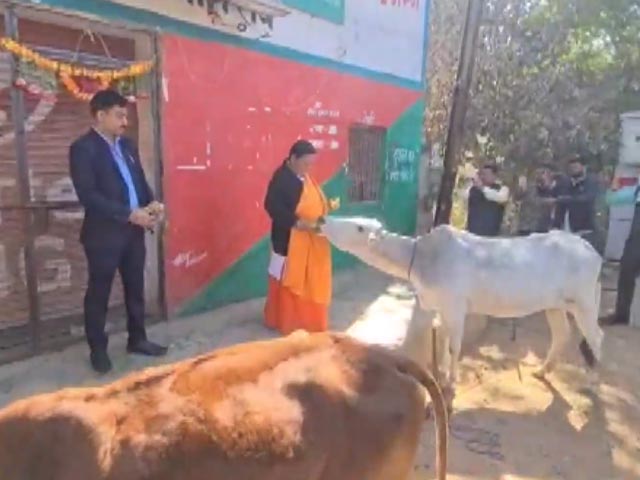 "Drink Milk...": BJP's Uma Bharti Ties Stray Cows In Front Of Liquor Shop