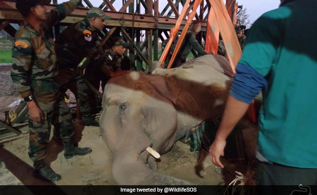 Army, NGO Attempt To Save Uttarakhand Elephant That Collapsed Due To Injuries