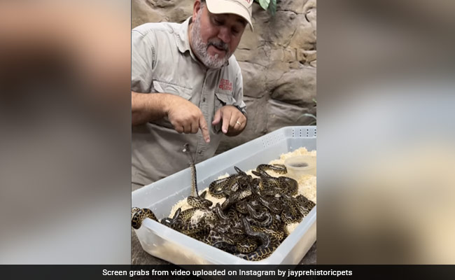 Watch: Man Plays With A Box Full Of Baby Anacondas, Internet Shocked