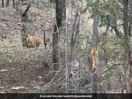 Forest Officer Shares Video Of How A Leopard Survives In A Tiger-Dominated Area Forest Officer Shares Video Of How A Leopard Survives In A Tiger-Dominated Area