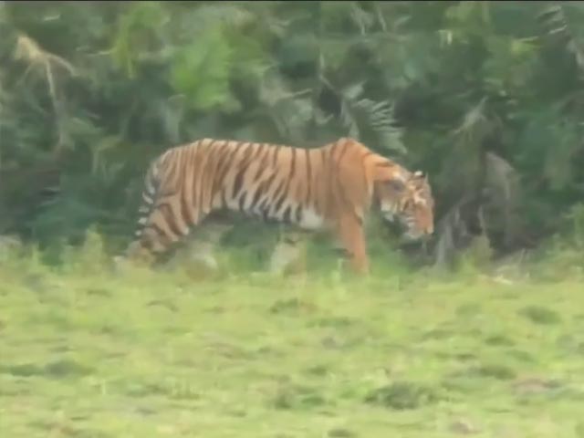 सरिस्का टाइगर रिजर्व में बाघ बाघिन की संख्या बढ़ने से वन्यजीव प्रेमी उत्साहित