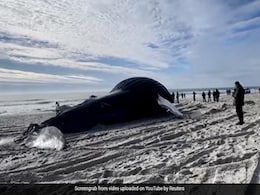 समुद्र किनारे बहकर आई 35 फीट लंबी Humpback Whale, देखकर लोगों के उड़े होश, बोले- 10 साल में पहली बार... समुद्र किनारे बहकर आई 35 फीट लंबी Humpback Whale, देखकर लोगों के उड़े होश, बोले- 10 साल में पहली बार...