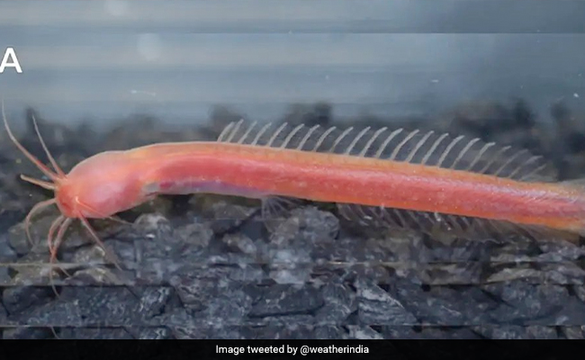 Scientists Discover New Catfish Species In Kerala