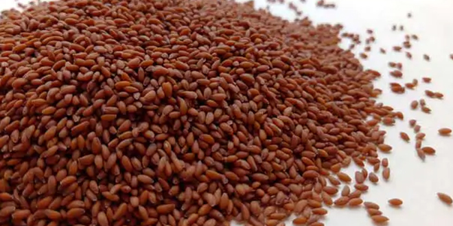 From Immunity To Digestion: Nutritionist Shares Health Benefits Of Halim Seeds