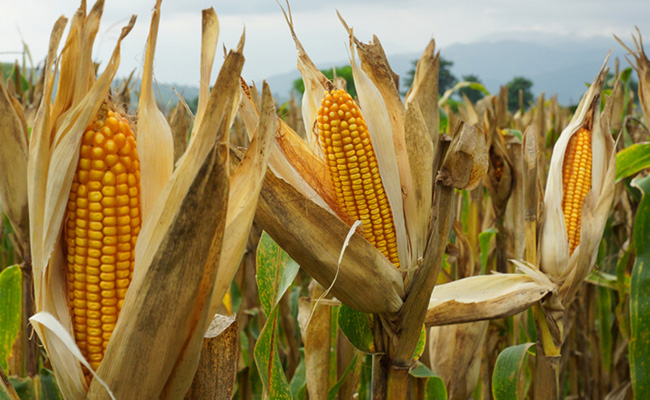 China Rolls Out Genetically Modified Corn Planting