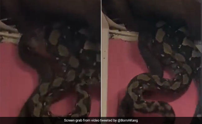 Viral Video: Three Giant Snakes Fall Through Ceiling In Malaysia, Internet Horrified