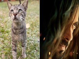 Salman Khan Teases <i>Kisi Ka Bhai Kisi Ki Jaan</i> Song <i>Billi Billi</i> With A Cat Video Salman Khan Teases <i>Kisi Ka Bhai Kisi Ki Jaan</i> Song <i>Billi Billi</i> With A Cat Video