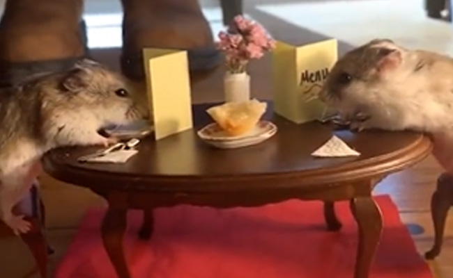 VIDEO: दो क्यूट से ​चूहों ने कुछ इस अंदाज में मनाया वैलेंटाइन डे, देखते रह गए लोग