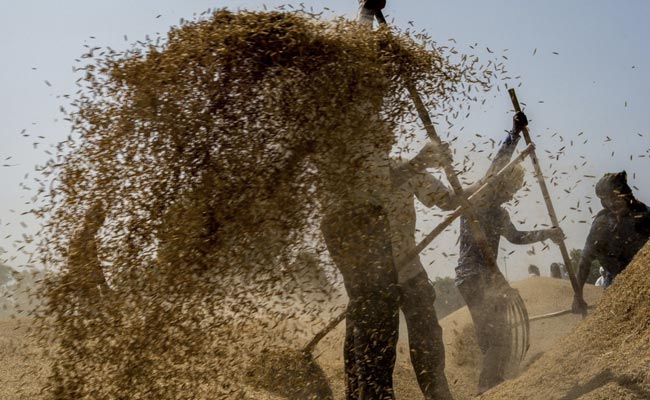जलवायु परिवर्तन का कृषि पर क्या पड़ रहा असर? पढ़ें NDTV की ग्राउंड रिपोर्ट