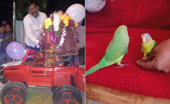 कभी नहीं देखी होगी तोता-मैना की शादी, विवाह देखने के लिए उमड़ी भीड़, जमकर किया डांस