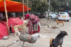 Meet, Delhi's 80-Year-Old "Dog Amma" Who Houses 200 Strays Meet, Delhi's 80-Year-Old "Dog Amma" Who Houses 200 Strays