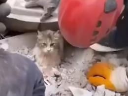 Turkey में भूकंप के मलबे में मिली मासूम बिल्ली! जानें इस वायरल रेसक्यू Video का सच Turkey में भूकंप के मलबे में मिली मासूम बिल्ली! जानें इस वायरल रेसक्यू Video का सच