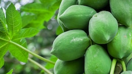 Say Yes To Raw Papaya: The Secret To A Healthier, Happier Summer