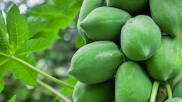 6 Surprising Health Benefits Of Raw Papaya You Didn't Know
