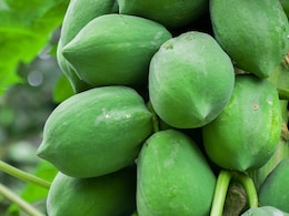 पेट को साफ रखने के लिए इस फल का करें सेवन, आस-पास भी नहीं फटकेगी कब्ज की समस्या पेट को साफ रखने के लिए इस फल का करें सेवन, आस-पास भी नहीं फटकेगी कब्ज की समस्या