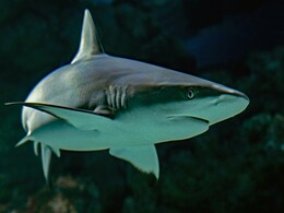 Missing Argentine Man Found In Shark's Stomach, Family Identifies Him By His Tattoo Missing Argentine Man Found In Shark's Stomach, Family Identifies Him By His Tattoo