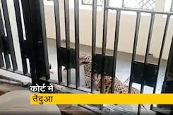 गाजियाबाद में कोर्ट के फर्स्ट फ्लोर पर आया तेंदुआ गाजियाबाद में कोर्ट के फर्स्ट फ्लोर पर आया तेंदुआ