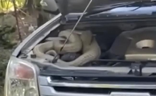 Watch: Massive Cobra Found Curled Up In Car's Engine In Thailand