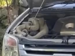 Watch: Massive Cobra Found Curled Up In Car's Engine In Thailand Watch: Massive Cobra Found Curled Up In Car's Engine In Thailand