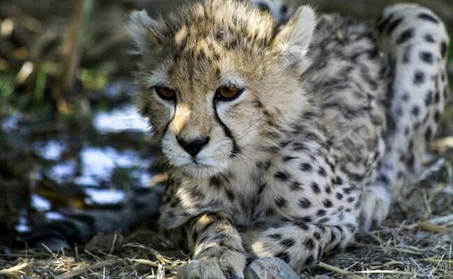 Rare Cheetah Cub Dies Of Kidney Failure In Iran