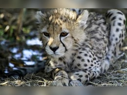 Cheetah Cubs: कूनो में फिर आई खुशियां, नामीबियाई चीता ज्वाला ने तीन शावकों को दिया जन्म Cheetah Cubs: कूनो में फिर आई खुशियां, नामीबियाई चीता ज्वाला ने तीन शावकों को दिया जन्म