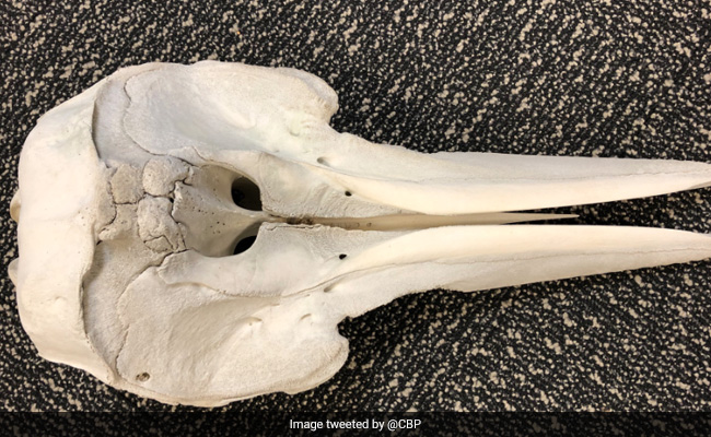 Customs Officials Find Young Dolphin's Skull Inside Unattended Bag At US Airport