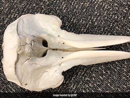 Customs Officials Find Young Dolphin's Skull Inside Unattended Bag At US Airport Customs Officials Find Young Dolphin's Skull Inside Unattended Bag At US Airport