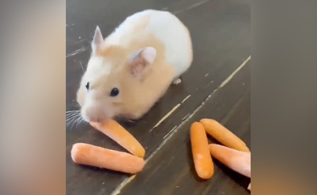 चूहे जैसा दिखने वाला ये छोटा सा जानवर खा गया 10-12 गाजर, फिर जो हुआ देख चौंक जाएंगे आप