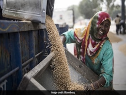 Farmers Closely Guard Wheat Crop Amid Threat Of Another Heat Wave Farmers Closely Guard Wheat Crop Amid Threat Of Another Heat Wave