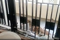 Chilling Video Shows Leopard In Ghaziabad Court. And Then... Chilling Video Shows Leopard In Ghaziabad Court. And Then...