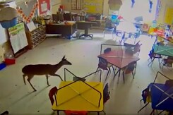 Oh Deer! Intruder Breaks Through Glass Window In US School. Watch Oh Deer! Intruder Breaks Through Glass Window In US School. Watch