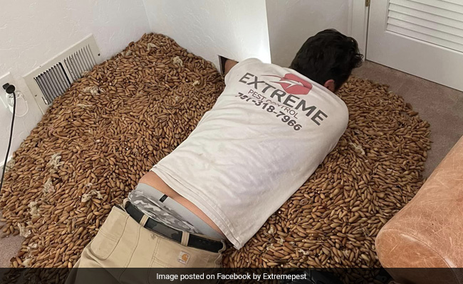 700 Pounds Of Acorns Found Stuffed In Walls Of US Home, Were Dropped By Woodpeckers