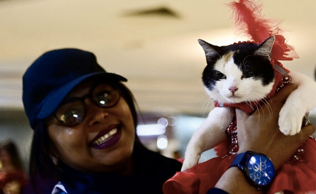 Picture Purrfect: Cats In Skirts, Sunglasses Walk The Ramp At Bangladesh Show