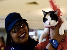 Picture Purrfect: Cats In Skirts, Sunglasses Walk The Ramp At Bangladesh Show Picture Purrfect: Cats In Skirts, Sunglasses Walk The Ramp At Bangladesh Show