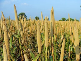In Karnataka, PM Explains Why Finance Minister Called Millets "Sri Anna" In Karnataka, PM Explains Why Finance Minister Called Millets "Sri Anna"