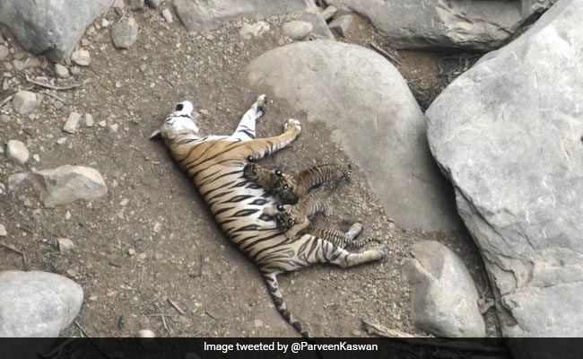 Throwback: Tigress That Repopulated Madhya Pradesh Park With 13 Cubs Throwback: Tigress That Repopulated Madhya Pradesh Park With 13 Cubs