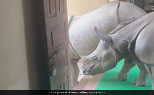 कमरे के अंदर घूमते दिखे विशाल गैंडे, देखकर लोगों के उड़े होश, Video शेयर कर IFS ने कही ये दिलचस्प बात