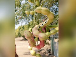 Internet Is Puzzled Identifying This Fruit, Can You? Internet Is Puzzled Identifying This Fruit, Can You?