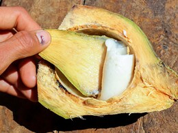 Coconut Benefits: सेहत से लेकर खूबसूरती बढ़ाने में नारियल है फायदेमंद, जानें इसे डाइट में शामिल करनें के 5 तरीके Coconut Benefits: सेहत से लेकर खूबसूरती बढ़ाने में नारियल है फायदेमंद, जानें इसे डाइट में शामिल करनें के 5 तरीके