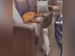 Viral Video: आराम से सो रहा था बेचारा डॉगी, इस तरह उसे परेशान करने पहुंची बिल्ली मौसी Viral Video: आराम से सो रहा था बेचारा डॉगी, इस तरह उसे परेशान करने पहुंची बिल्ली मौसी