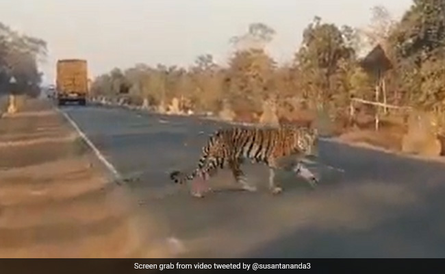 Video Of Tiger Waiting For Vehicles To Pass Before Crossing Busy Highway Angers Internet