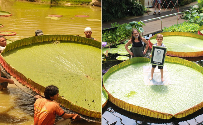 क्या आप जानते हैं धरती पर पाये जाने वाले इस सबसे बड़े पत्ते का नाम, Guinness World Records में दर्ज है नाम
