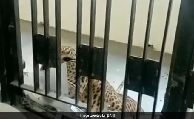 Leopard Rescued From Ghaziabad Court Complex Taken To Shivalik Forest